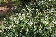 თეთრი Irish ჯანმრთელობის, ქ. Dabeoc ის Heath ბაღის ყვავილები ფოტო