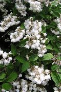 თეთრი Deutzia ბაღის ყვავილები ფოტო