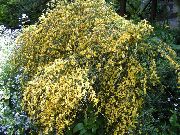 amarelo Scotch Vassoura, Broomtops, Vassoura Comum, Vassoura Europeu, Vassoura Irlandês Flores do Jardim foto