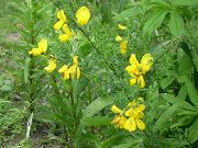 zdjęcie żółty Kwiat Scotch Miotła, Broomtops, Wspólny Miotła, Miotła Europejska, Irish Miotły