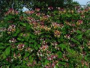 burgundy Common honeysuckle Garden Flowers photo