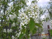 zdjęcie biały Kwiat Świdośliwa, Snowy Mespilus