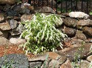 foto bijela Cvijet Virginia Sweetspire, Ogrozd, Itea