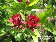 vermelho Arbusto Doce, Pimenta Da Jamaica Carolina, Arbusto De Morango, Bubby Arbusto, Doce Betsy Flores do Jardim foto
