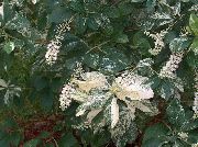  -     -    ,   - Clethra alnifolia 'Creel Calico'.   