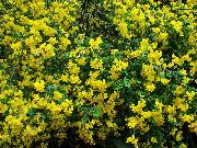 foto gul Blomst Blære Senna
