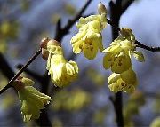 jaune Noisette D'hiver Fleurs Jardin photo