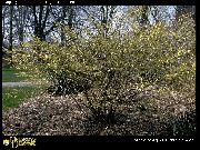 foto giallo Fiore Nocciolo Inverno