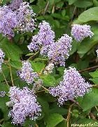 紫丁香 加州丁香 园林花卉 照片