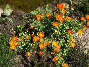 naranja Cinquefoil, Cinquefoil Arbustiva Flores del Jardín foto