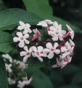 photo Forsythia Blanc, Abelia Coréen Fleur