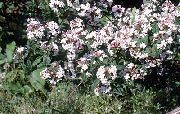 foto weiß Blume Weiß Forsythie, Koreanische Abelia