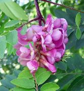 foto sārts Zieds Viltus Acaciaia