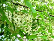 λευκό Ψευδείς Acaciaia λουλούδια στον κήπο φωτογραφία