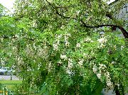 ფოტო თეთრი ყვავილების ცრუ Acaciaia