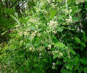 fénykép fehér Virág Ezüstfa, Cseresznye Ezüstfa, Goumi, Ezüst Buffaloberry
