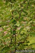 keltainen Oleaster, Kirsikka Silverberry, Goumi, Hopea Buffaloberry Puutarhan Kukat kuva