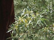 fotografija rumena Cvet Oleaster, Češnja Silverberry, Goumi, Srebrna Buffaloberry