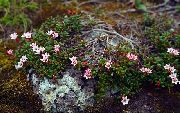 fotografie Koncové Azalka, Alpská Azalka Kvetina