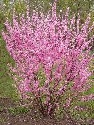 photo pink  Double Flowering Cherry, Flowering almond