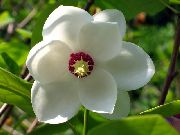 photo Magnolia Flower