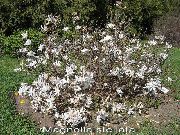 foto blanco Flor Magnolia