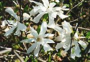 foto balts Zieds Magnolija
