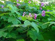 foto Violett-Blühende Himbeere, Thimbleberry Blume