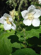 fotografie alb Floare Violet-Înflorire Zmeură, Thimbleberry