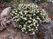 ფოტო ჩილეს Wintergreen ყვავილების