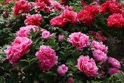 粉红色 牡丹 园林花卉 照片