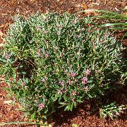 photo pink Flower Bog Rosemary, Common Bog Rosemary, Marsh Andromeda