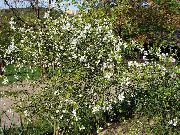 blanco Naranja Hardy Japonés, Naranja Amarga Flores del Jardín foto