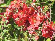 φωτογραφία κόκκινος λουλούδι Κυδώνι