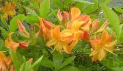 arancione Azalee, Pinxterbloom Fiori del giardino foto