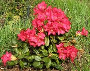 red Azaleas, Pinxterbloom Garden Flowers photo