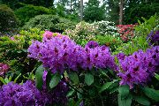 მეწამული Azaleas, Pinxterbloom ბაღის ყვავილები ფოტო