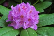 照片 紫丁香  杜鹃花，pinxter绽放