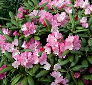 rózsaszín Azálea, Pinxterbloom Kerti Virágok fénykép
