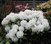  -     -    ,   Schneekrone - Rhododendron yakushimanum Schneekrone