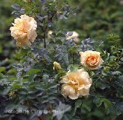 bilde Strand Rose Blomst
