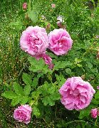 foto pink Blomst Strand Rose