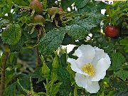 blanco Playa Rosa Flores del Jardín foto