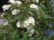 blanco Polyantha Rosa Flores del Jardín foto