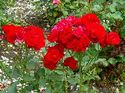 ფოტო წითელი ყვავილების Polyantha გაიზარდა