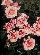 fénykép rózsaszín Virág Grandiflora Emelkedett