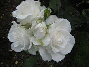 weiß Grandiflora Rose Garten Blumen foto