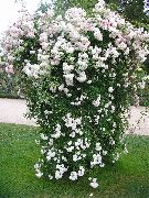 balts Rožu Rambler, Kāpšana Rozes Dārza Ziedi foto