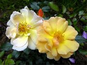 jaune Couverture Du Sol Rose Fleurs Jardin photo