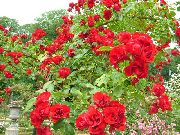 κόκκινος Τριαντάφυλλο Εδαφοκάλυψης λουλούδια στον κήπο φωτογραφία